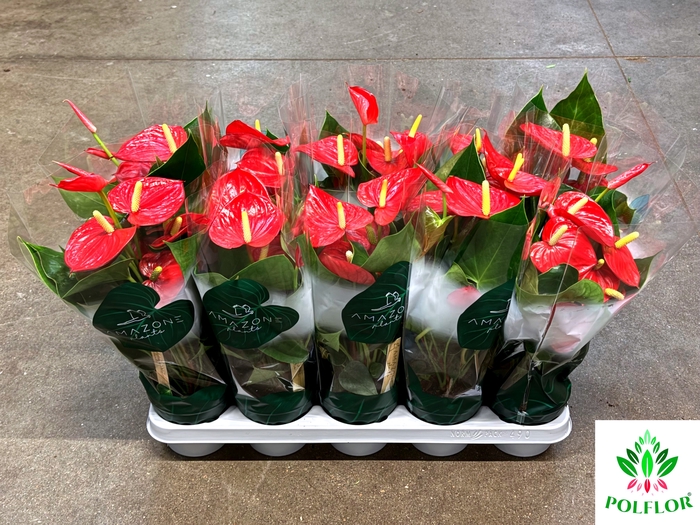 Anthurium Aroha 12Ø 35cm 5fl