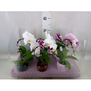 Phalaenopsis   ...