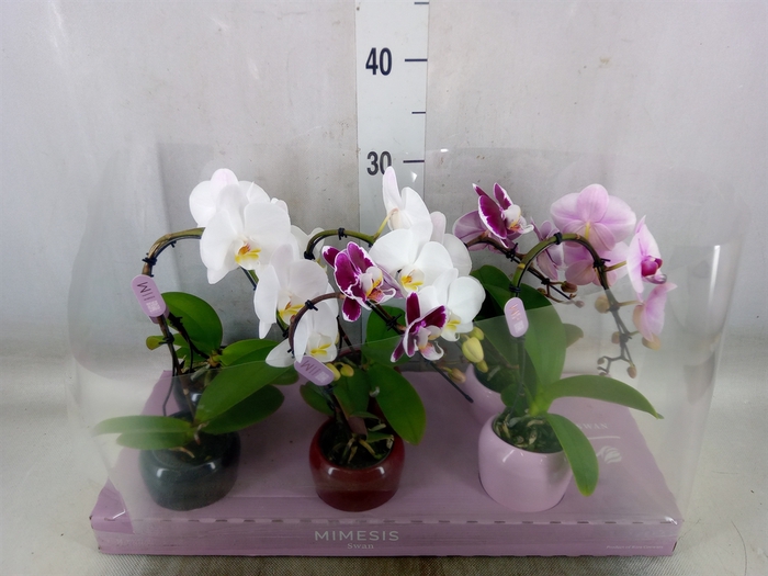 <h4>Phalaenopsis   ...</h4>