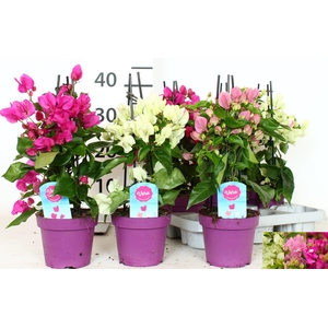 BOUGAINV OV