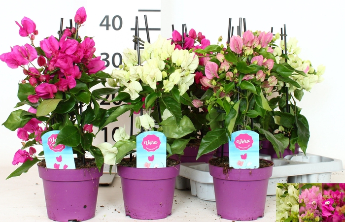 <h4>BOUGAINV OV</h4>
