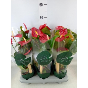 Anthurium andr. 'Nevada'