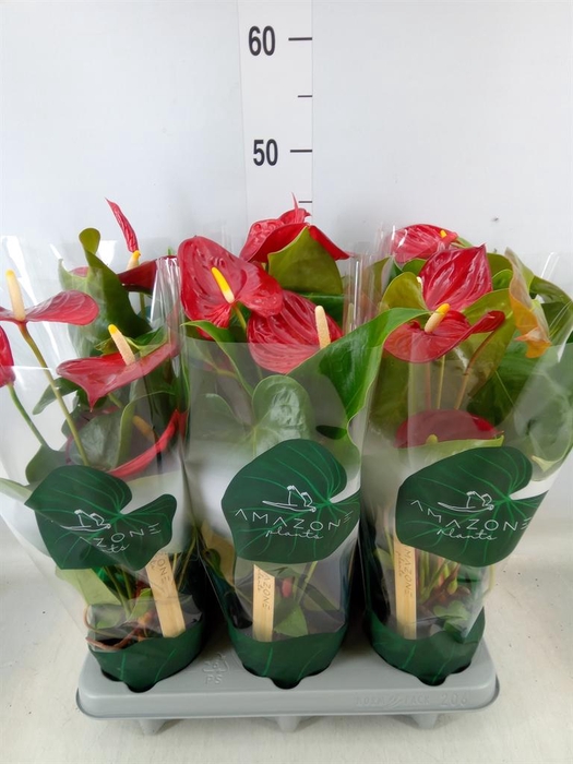 <h4>Anthurium andr. 'Nevada'</h4>