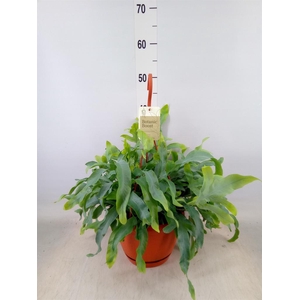 Phlebodium aureum 'Blue Star'