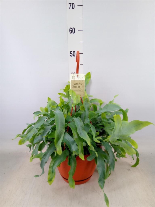 <h4>Phlebodium aureum 'Blue Star'</h4>