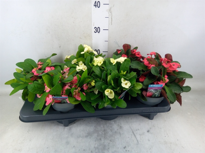 <h4>Euphorbia milii   ...mix 2</h4>