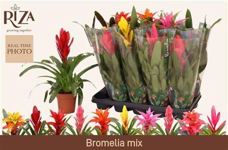 <h4>Bromelia Gem 6 Srt</h4>