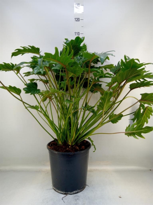 <h4>Philodendron xanadu</h4>