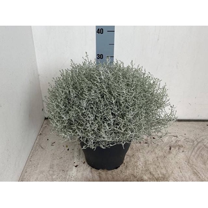 LEUCOPH BROWNII