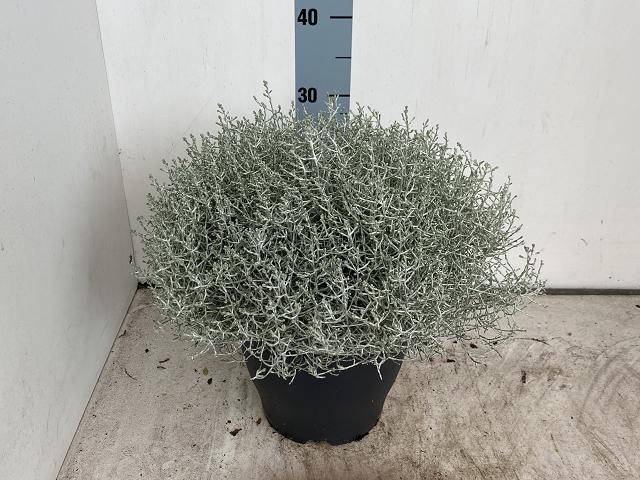 <h4>LEUCOPH BROWNII</h4>
