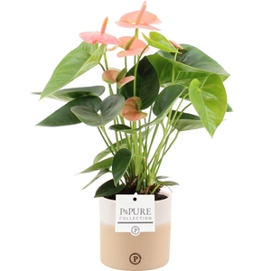 Anthurium 12 cm Spirit in Pure Rosy ceramics
