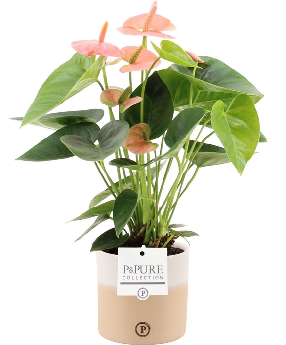 <h4>Anthurium 12 cm Spirit in Pure Rosy ceramics</h4>