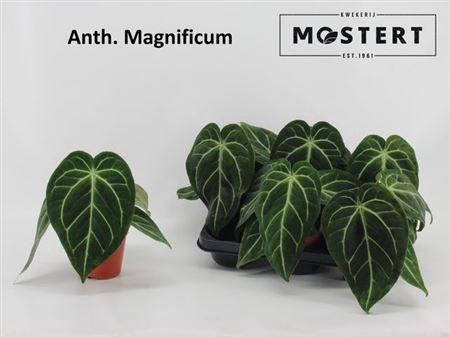 <h4>Anthu Magnificum</h4>