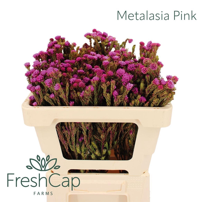 <h4>Metalasia Pink</h4>