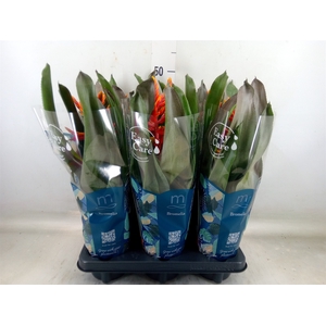 Aechmea  'Pepita Elegant Flames'