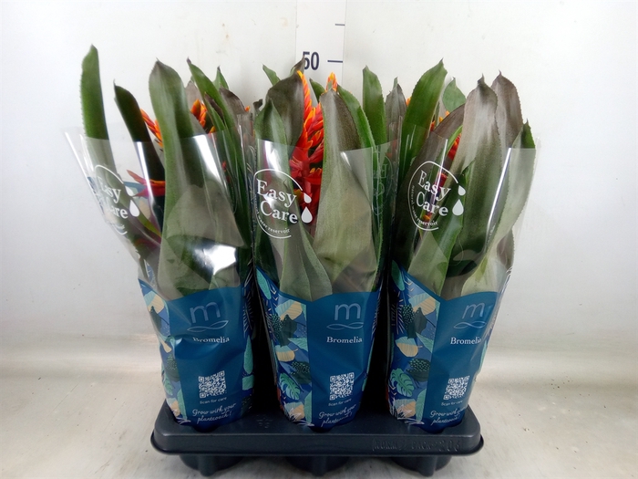 <h4>Aechmea  'Pepita Elegant Flames'</h4>