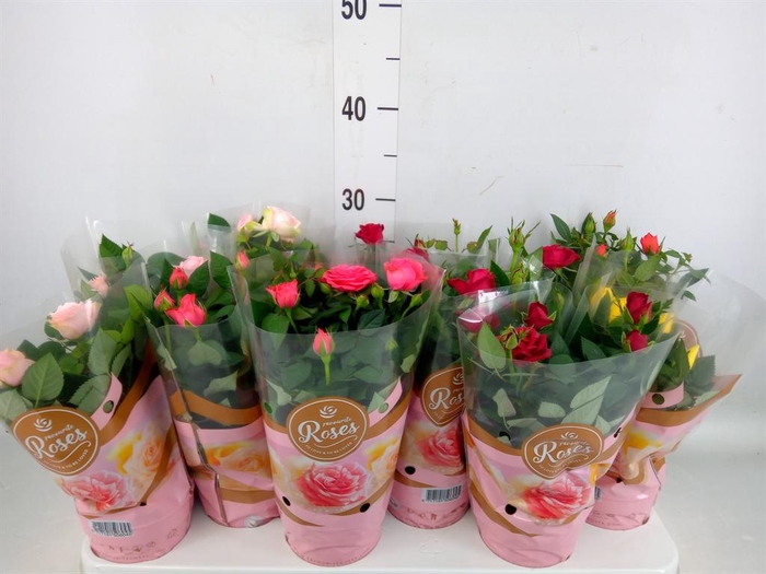 <h4>Rosa  'Favourite Roses'   ...mix 6</h4>