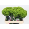 Dianthus Br Kiwi Mellow