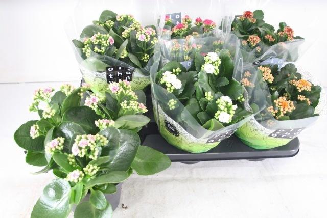 <h4>KAL GE GEM 5 KL</h4>