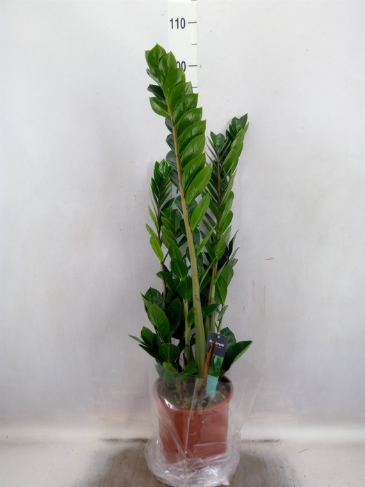 Zamioculcas zamiifolia