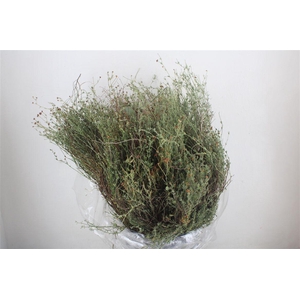 Thym Falso 250gr P Bunch