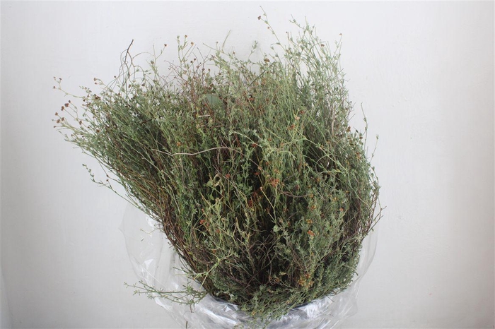 <h4>Thym Falso 250gr P Bunch</h4>