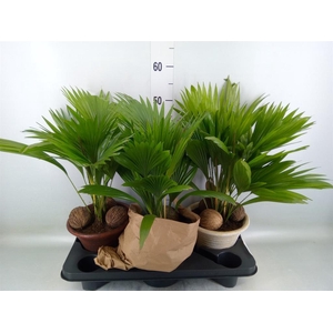 Livistona rotundifolia