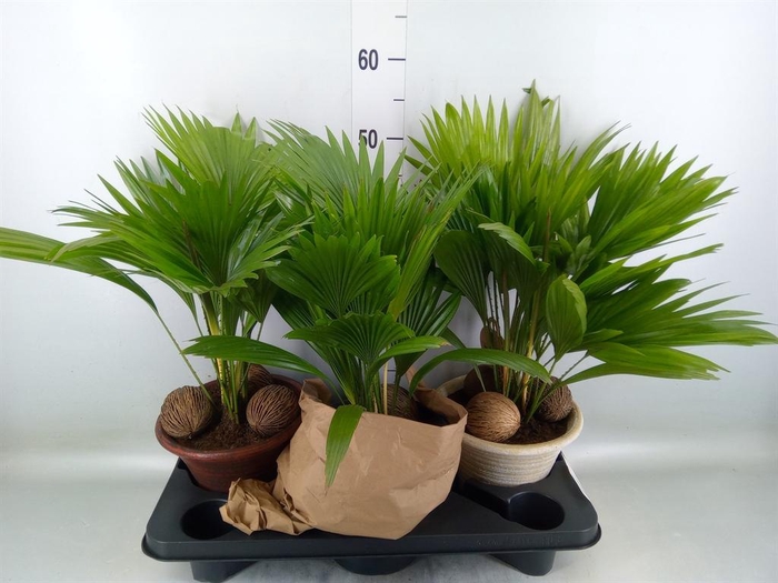 <h4>Livistona rotundifolia</h4>