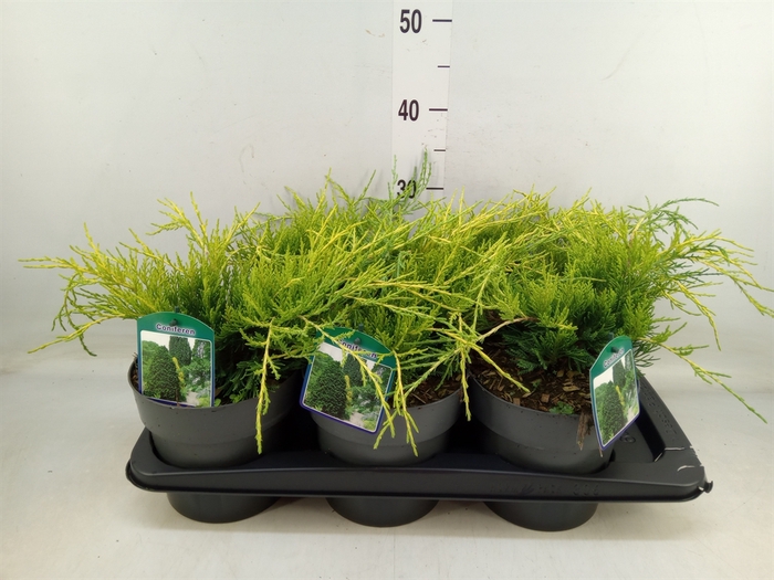 <h4>Juniperus pfitz. 'Old Gold'</h4>