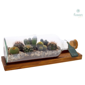 Green Bottle Fles Medium liggend met Cactussen