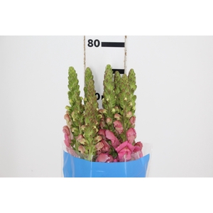 BOCA DE LEAO MONACO ROSE 080 CM