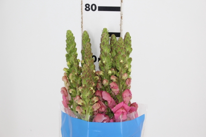 <h4>BOCA DE LEAO MONACO ROSE 080 CM</h4>