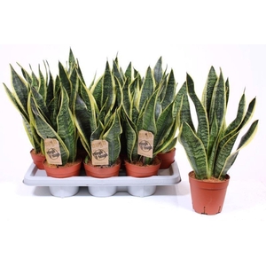 Sansevieria Futura Superba