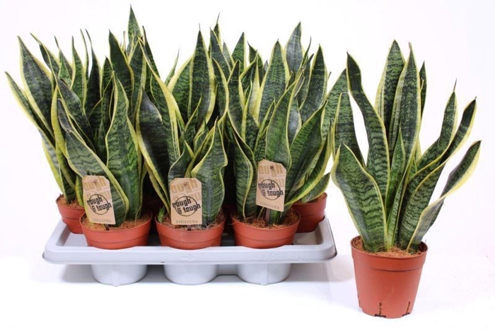 <h4>Sansevieria Futura Superba</h4>