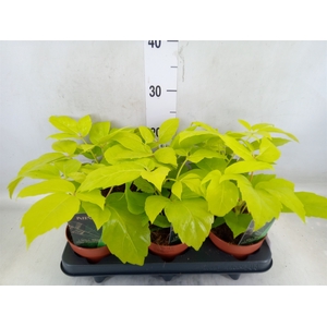 Schefflera actin.
