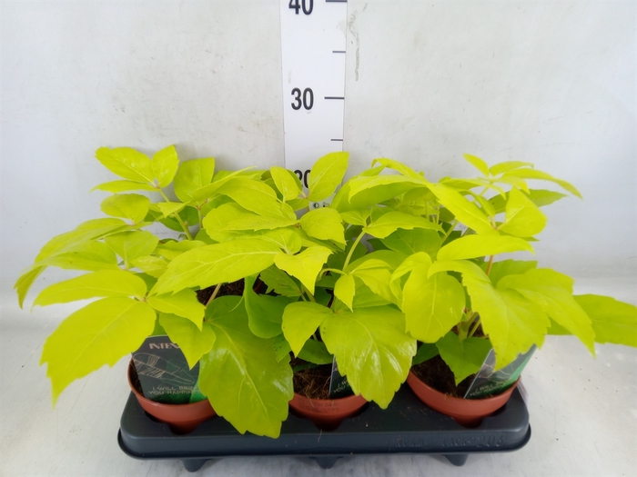 <h4>Schefflera actin.</h4>