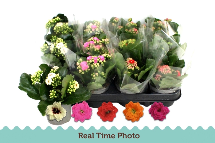 <h4>KAL GE GEM 5 KL</h4>