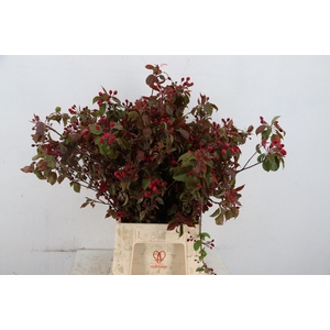 MALUS GORGEOUS BLOSSOM PER STEM 050CM