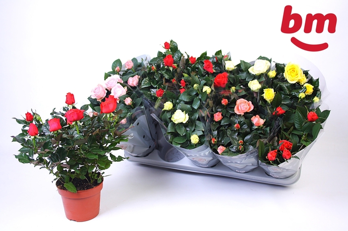 <h4>RO B MONDE GEM</h4>