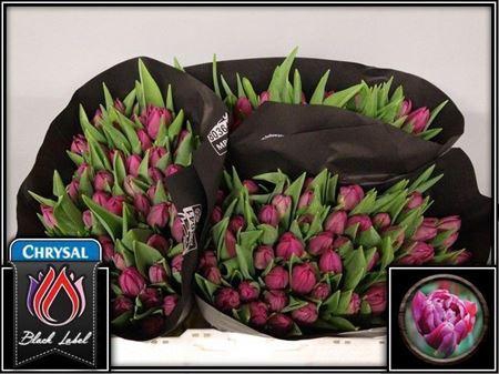 <h4>Tu Du Margarita</h4>