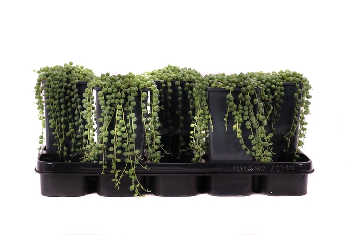 <h4>Senecio rowleyanus 14 cm</h4>