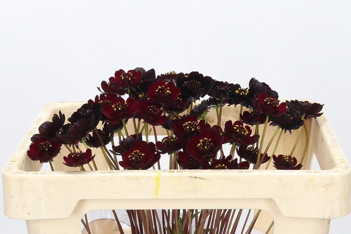 <h4>Cosmos Black Beauty</h4>
