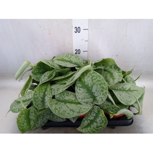 Scindapsus pictus 'Trebie'