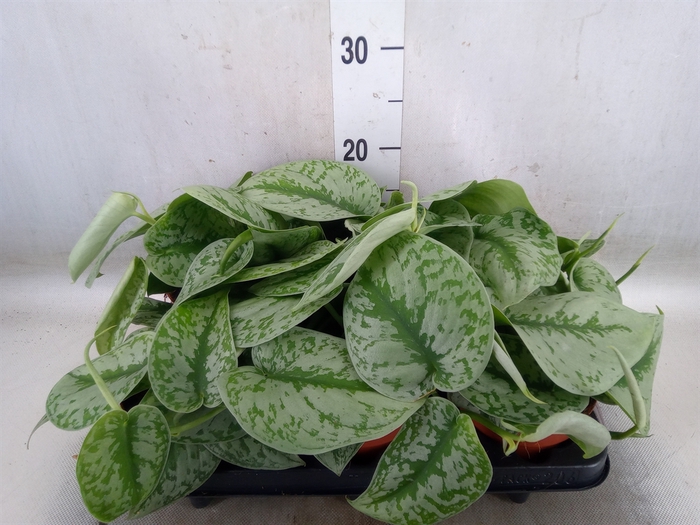 <h4>Scindapsus pictus 'Trebie'</h4>