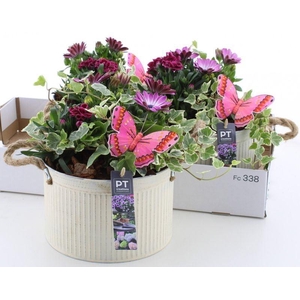 ARR TUINPLANTEN
