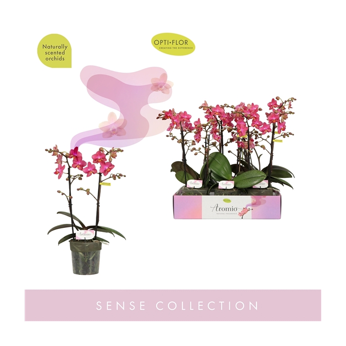 <h4>Aromio Floral 2 spike</h4>
