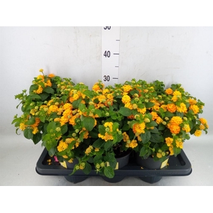 Lantana camara 'Simon Orange'