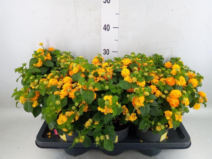 <h4>Lantana camara 'Simon Orange'</h4>