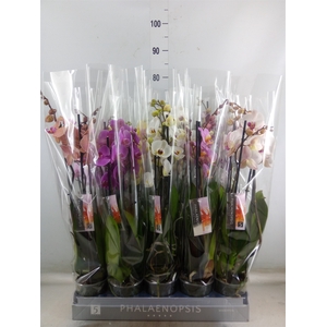 Phalaenopsis   ...mix  7