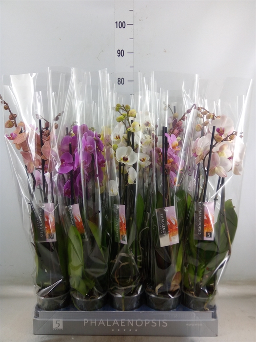 <h4>Phalaenopsis   ...mix  7</h4>